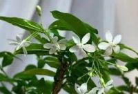 Лот: 17760477. Фото: 2. Райтия религиозная. Семена, рассада, садовые растения