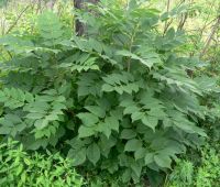 Лот: 7670161. Фото: 3. Ясень маньчжурский (Fraxinus mandshurica... Для дачи, дома, огорода, бани, парка