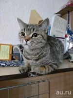 Лот: 13372470. Фото: 3. Кошка. Ищет дом. Растения и животные