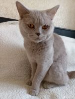 Лот: 22494218. Фото: 4. Британская кошечка родилась 4... Красноярск