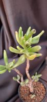 Лот: 23688436. Фото: 2. Крассула Корал (Crassula Coral... Комнатные растения и уход
