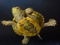 Лот: 4223273. Фото: 4. Черепаха красноухая. Зовут Татошка... Красноярск