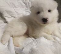 Лот: 13470985. Фото: 6. Щеночки Самоедской собаки