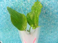 Лот: 4755523. Фото: 4. Хойя Лазианта-Hoya lasiantha. Красноярск