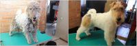 Лот: 6458076. Фото: 3. Стрижка собак и кошек. Без наркоза... Растения и животные