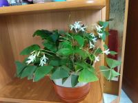 Лот: 9972306. Фото: 6. Оксалис(кислица)"Бабочки летают...
