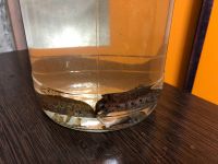 Лот: 25897549. Фото: 3. Сомики 2 шт. Растения и животные