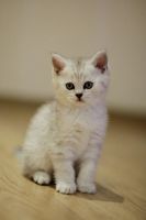 Лот: 12330620. Фото: 3. Британский котенок 1,5 мес - мальчик... Растения и животные