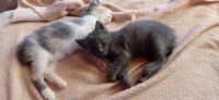 Лот: 20629549. Фото: 3. Котята. Растения и животные