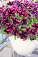 Лот: 15677913. Фото: 6. Рассада вегетативной петунии