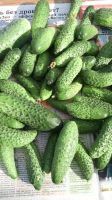 Лот: 14409838. Фото: 2. Огурцы свежие торги до вечера... Продукты