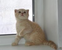 Лот: 4060964. Фото: 6. шотландские котята вислоухие и...