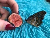 Лот: 12203725. Фото: 6. Дари эмоции. БаБоЧкА. Тропическая...