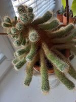 Лот: 21039053. Фото: 2. кактус. Комнатные растения и уход