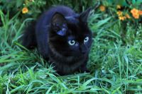 Лот: 14663910. Фото: 3. Курильский бобтейл котенок. Растения и животные