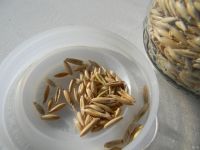 Лот: 17360117. Фото: 2. Овёс мешок примерно 40-45 кг. Продукты