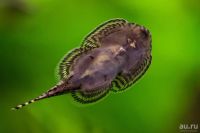 Лот: 16470164. Фото: 2. Псевдоскат - Севелия Линеолата. Аквариумистика