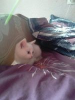 Лот: 9851752. Фото: 3. Котик белый. Растения и животные