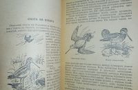 Лот: 24890275. Фото: 8. Охота на болотную и луговую дичь...