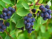 Лот: 11434182. Фото: 2. Ирга рассада дерево. Семена, рассада, садовые растения