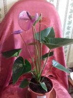 Лот: 3781036. Фото: 2. антуриум Ковалли. Комнатные растения и уход