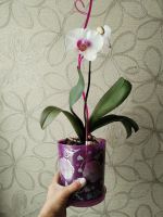 Лот: 22216743. Фото: 7. Орхидея фаленопсис