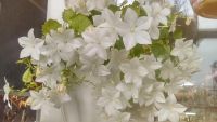 Лот: 11217904. Фото: 2. Кампанула равнолистная Campanula... Комнатные растения и уход