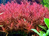 Лот: 21336848. Фото: 2. Ротала H’Ra - Rotala sp. H’Ra. Аквариумистика