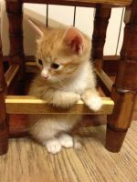 Лот: 2297777. Фото: 3. Отдам Гарфилда :)) Лоток в подарок. Растения и животные