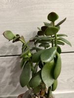 Лот: 24985668. Фото: 2. Денежное дерево. 3 вариант. Комнатные растения и уход