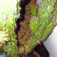 Лот: 17592554. Фото: 2. Кактус Цереус детки. Комнатные растения и уход