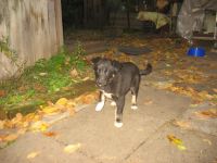 Лот: 4559427. Фото: 2. Щенок лайки. Животные и уход