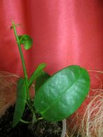 Лот: 4229976. Фото: 3. Хойя -Hoya Ariadna. Растения и животные