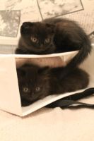 Лот: 4619835. Фото: 4. Шотландские котята. Красноярск