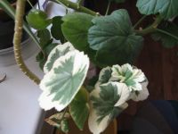 Лот: 22716531. Фото: 3. Toscana Wilhelm Langguth. Зональная... Растения и животные