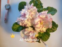 Лот: 16859079. Фото: 9. Фиалка сортовая ЛЕ Карусель, Коричная...