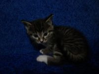 Лот: 4548067. Фото: 4. отдадим котят. Красноярск