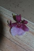 Лот: 3040505. Фото: 2. орхидея камбрия. Комнатные растения и уход