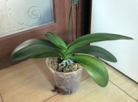 Лот: 25082983. Фото: 3. Орхидея фаленопсис "ОХБраво" азиатка... Растения и животные