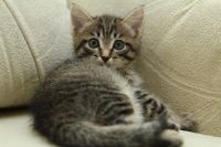 Лот: 3423711. Фото: 3. Котята, котенок, киска. Растения и животные