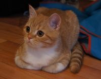 Лот: 3244759. Фото: 3. Девочка скоттиш страйт. Растения и животные