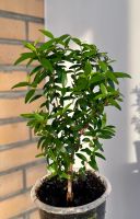 Лот: 9590133. Фото: 5. Мирт (Myrtus microphylla)
