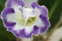 Лот: 2897942. Фото: 2. Глоксиния 44 (цветущее растение... Комнатные растения и уход