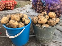 Лот: 12181827. Фото: 2. Картофель,сорт только Адретта. Продукты