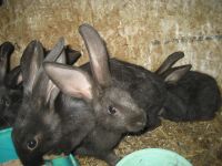 Лот: 4484820. Фото: 3. Кролики 3 месяца мальчики. Растения и животные