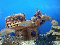 Лот: 15799180. Фото: 3. Хромис Неоновый,Меланохромис Ауратус... Растения и животные