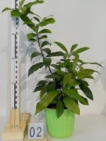 Лот: 18038679. Фото: 2. Лавр дерево. Комнатные растения и уход