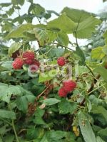 Лот: 25298844. Фото: 7. 3-комн. дача , СНТ Марс СНТ Марс...