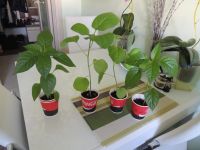 Лот: 7153874. Фото: 4. Рассада перца. Красноярск