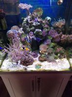Лот: 10097571. Фото: 3. морской аквариум. Комплект. Растения и животные